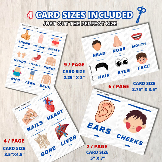 Body Parts Flashcards