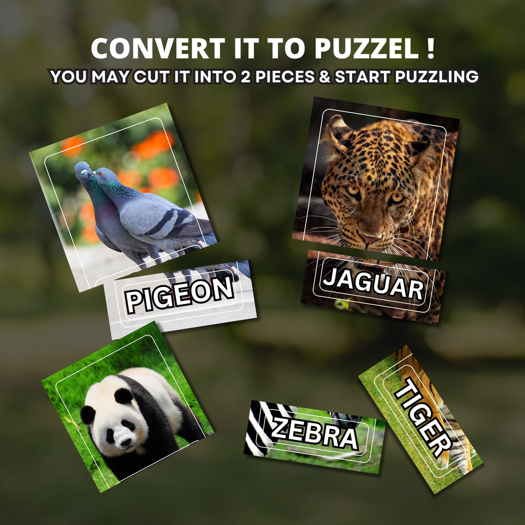 Animals Bundle Flashcards 110 Real Animals