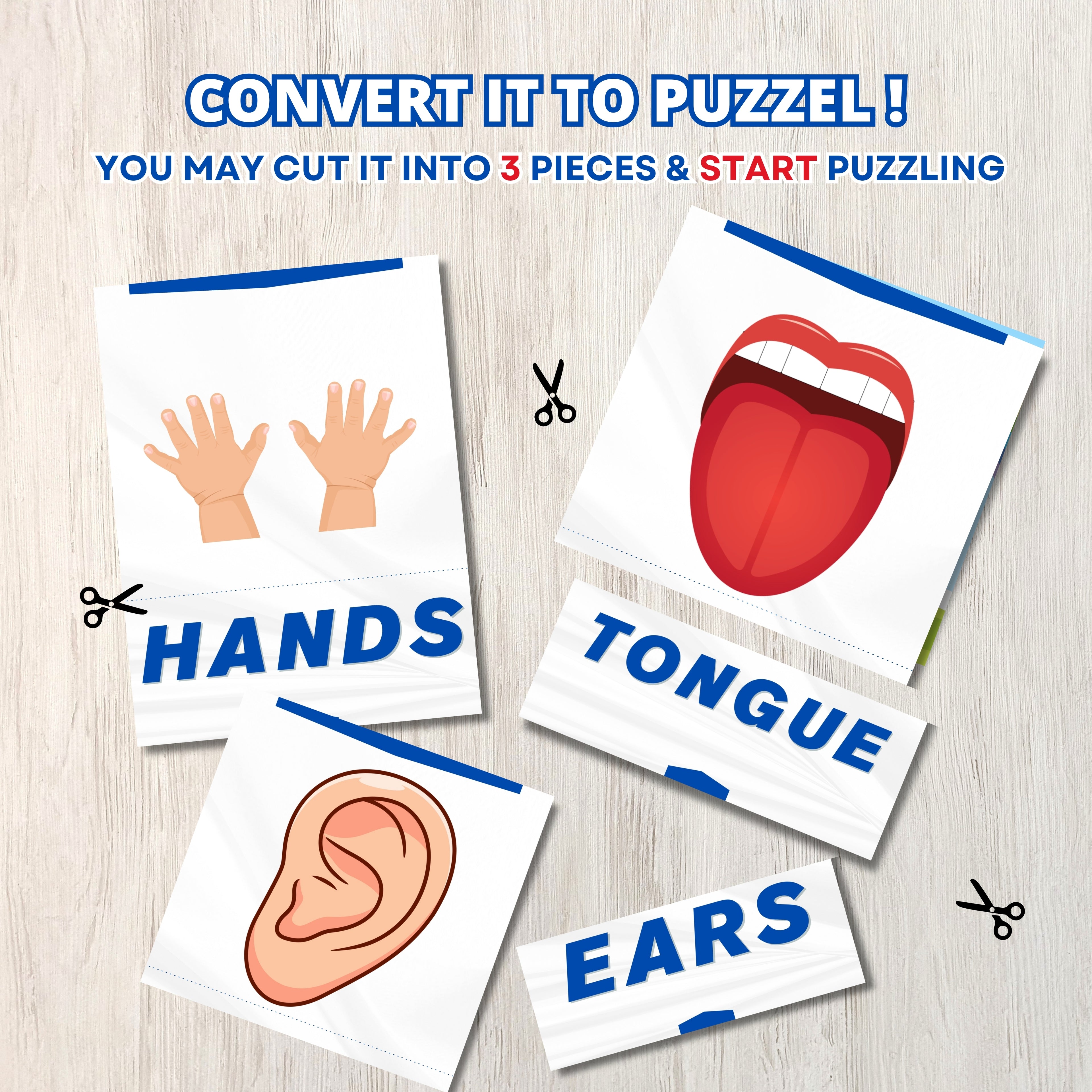 Body Parts Flashcards